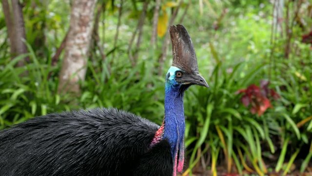 a high frame rate close up clip of a southern cassowary shaking off rain at etty bay of queensland, australia