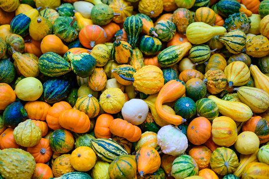 Different Types Of Pumpkins Nearby A Farm House In Austria