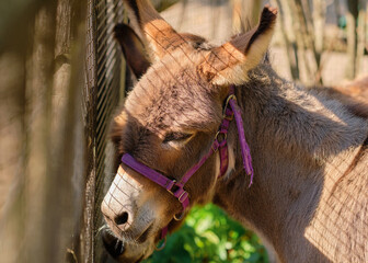 mellow donkey is waiting for the gate to open