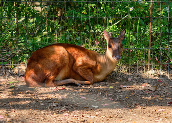 tiny red brocket deer is resting by the fence at the zoo