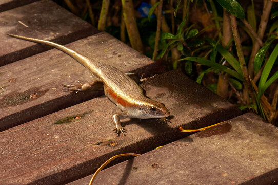 Eutropis multifasciata, commonly known as the East Indian brown mabuya, many-lined sun skink, many-striped skink, common sun skink or (ambiguously) as golden skink, is a species of skink.
