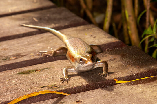 Eutropis multifasciata, commonly known as the East Indian brown mabuya, many-lined sun skink, many-striped skink, common sun skink or (ambiguously) as golden skink, is a species of skink.