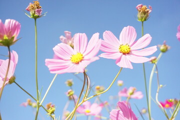コスモス