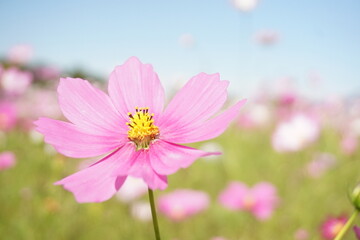 コスモス