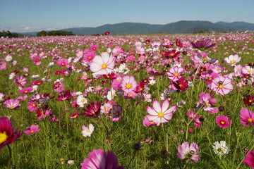 コスモス