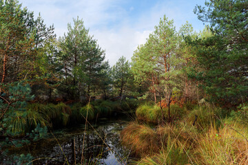 Wild boar pond in Fontainebleau forest
