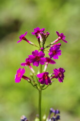 Kurinsou (Primula japonica), perennial herb of the primrose family (Primulaceae) native to Japan
