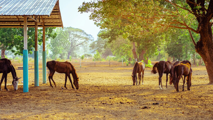 Horses grazing in field in evening. Many horses on pasture in sunset light. Majestic brown horses pasturing in warm spring sunshine. Herd of horses eating grass and straw in field. Animals and food.