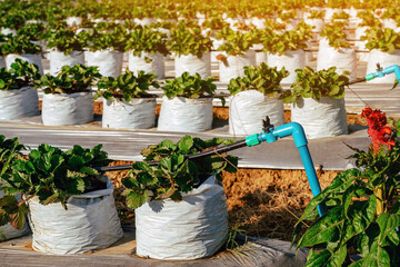 Valves drip irrigation system in organic strawberry farm. Watering plants system in garden. Sprinkler watering valve for watering young strawberry tree to freshness and growth. Agriculture Technology.