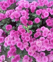 pink chrysanthemum flowers with green leaves in the garden