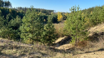 autumn forest