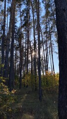 Fototapeta premium autumn forest