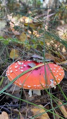 Mushrooms in the forest