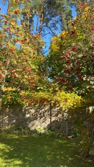 Fototapeta na wymiar rowan tree berries