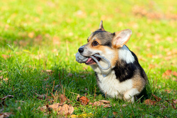 Welsh Corgi on the field plays with the ball. Close-up
