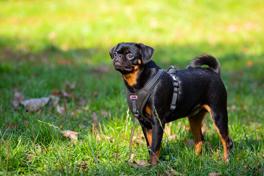 Petit Brabanson, or Brabant Griffon, a breed of decorative dogs bred in Belgium