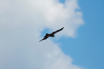 The eagle soars in the sky