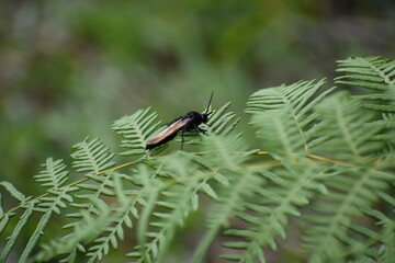 bug on a leaf