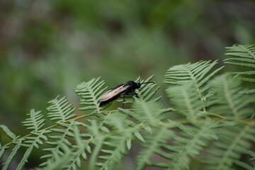 bug on a leaf