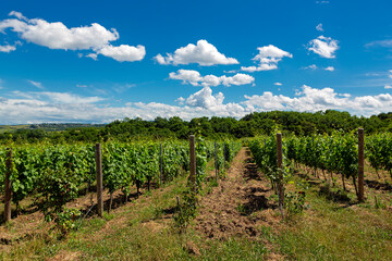 Fototapeta na wymiar Vineyards in the foothills of the Caucasus against the blue sky