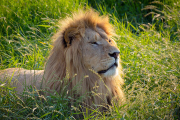 Lion portrait with mane closeup