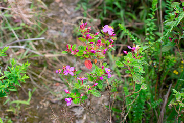 flowers in the forest