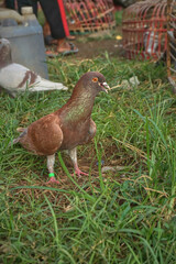 A tired brown male pigeon after a long flight stands on the grass