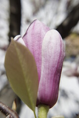 magnolia tree blossom