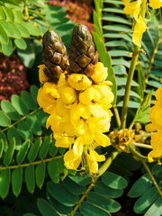 (Senna alata) Gros plan sur Dartrier ou arbre candélabre à fleurs jaune vif dressées comme des bougies sur un feuillage penné à folioles oblongues
