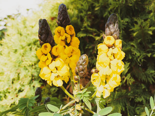 (Senna alata) Gros plan sur Dartrier ou arbre candélabre à fleurs jaune vif dressées comme des...