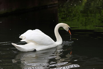 Fototapeta premium swans on the lake