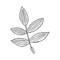 rosehip leaf hand drawn in doodle style. icon, sticker, decor element.