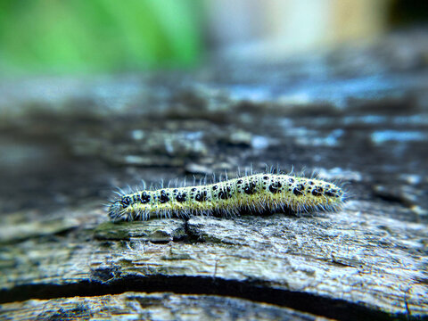 Close-up of a yellow-green spotted caterpillar on a wooden surface