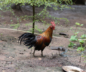 rooster and broody in the temple area.