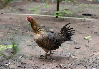 rooster and broody in the temple area.