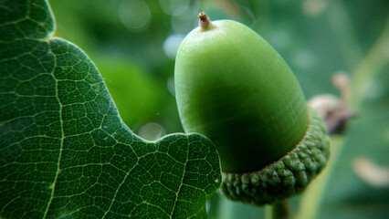 Background image of a green oak acorn hanging alone