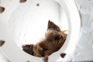 Funny brown domestic dog Yorkshire terrier eats dry food from a bowl, unusual angle from below