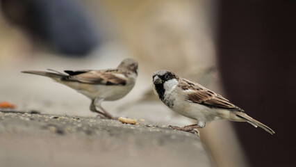 sparrow on a fence