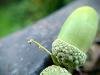 Oak green acorn in a hat close-up selective focus