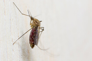 Common mosquito, insect bite. Macro photography.