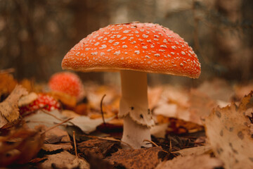 Close-up of false umbrella fungus, chlorophyll molybdite fly agaric or lepiota with green spores in...