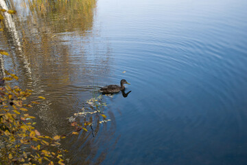 Birds and animals in wildlife concept. An amazing mallard duck swims in a lake or river with blue water on an autumn day. Reflection of a duck and trees in the water of a pond