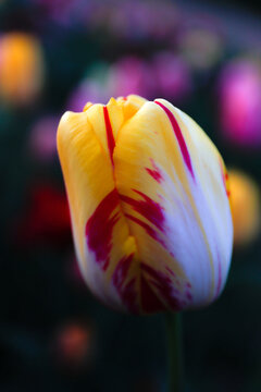 tulpin flower at night