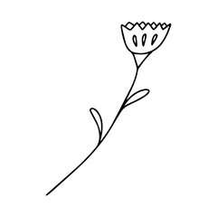  Delicate sketch of a spring flower. Vector illustration in hand drawn style