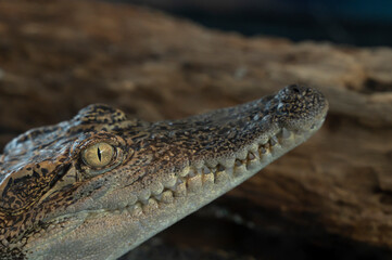 Brown Crocodile, Animal