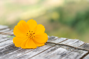 Yellow flowers on rustic wooden table in vintage style for blurred background.
