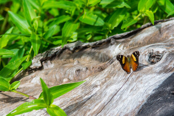 Orange colored butterfly perching on a stub of birch with green leaves 