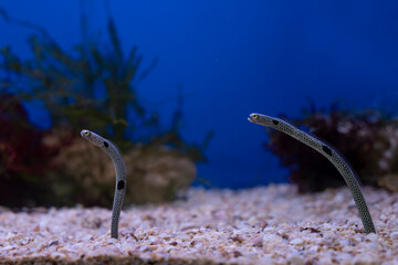 Spotted garden eel (Heteroconger hassi), aquatic