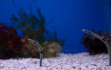 Spotted garden eel (Heteroconger hassi), aquatic