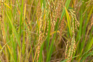 Ripe rice at rice field abstract background
